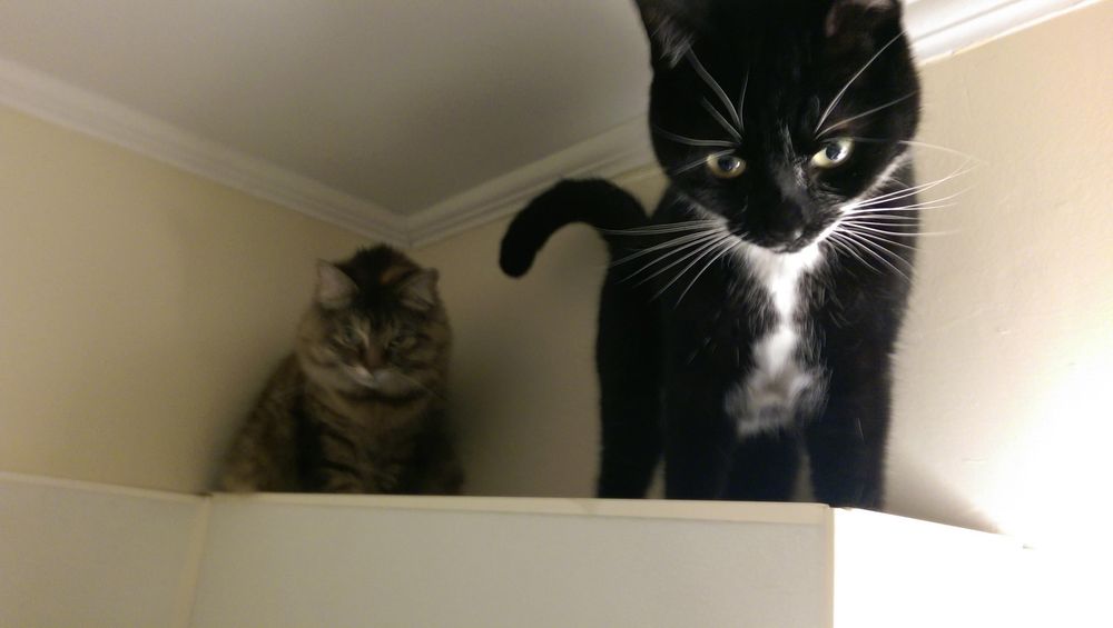 питомец задумал нехорошее, кошка хочет меня убить, питомец хочет меня убить, животные хотят убить своих хозяев