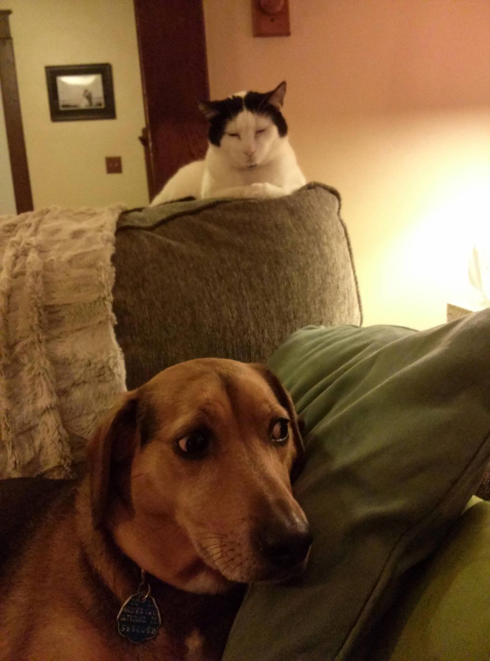 питомец задумал нехорошее, кошка хочет меня убить, питомец хочет меня убить, животные хотят убить своих хозяев