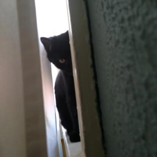 питомец задумал нехорошее, кошка хочет меня убить, питомец хочет меня убить, животные хотят убить своих хозяев