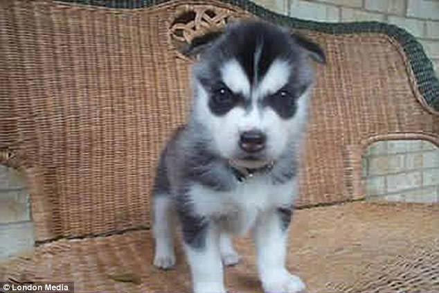 питомец задумал нехорошее, кошка хочет меня убить, питомец хочет меня убить, животные хотят убить своих хозяев