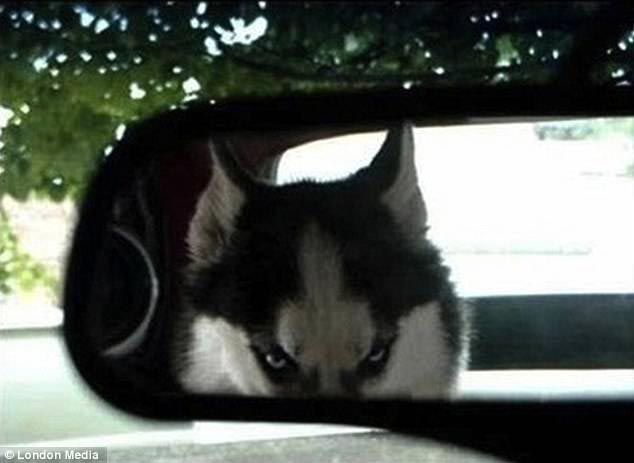 питомец задумал нехорошее, кошка хочет меня убить, питомец хочет меня убить, животные хотят убить своих хозяев