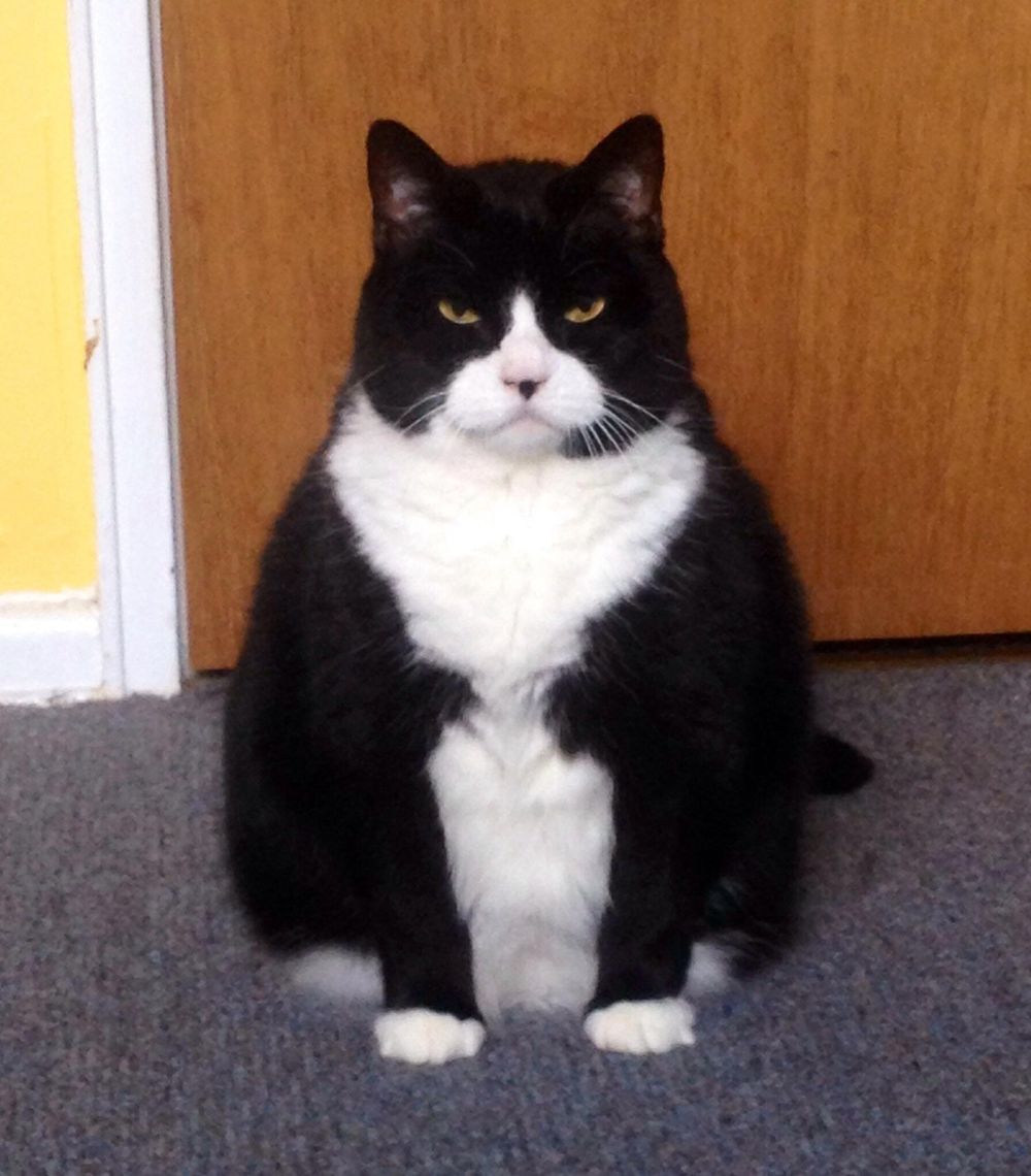 Толстый черно белый кот