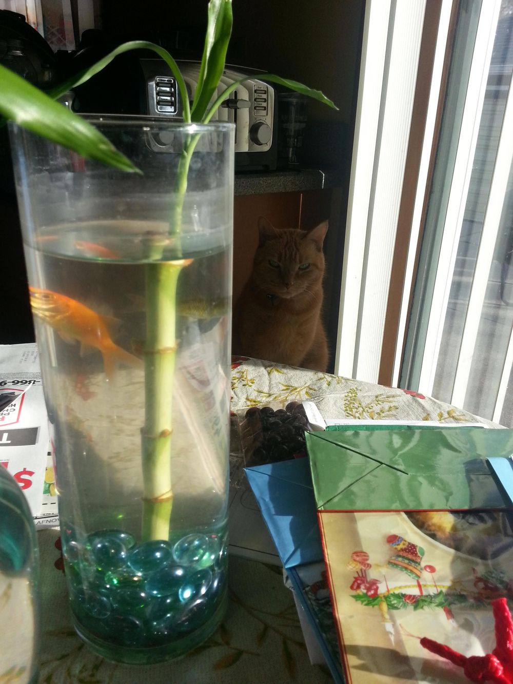 питомец задумал нехорошее, кошка хочет меня убить, питомец хочет меня убить, животные хотят убить своих хозяев