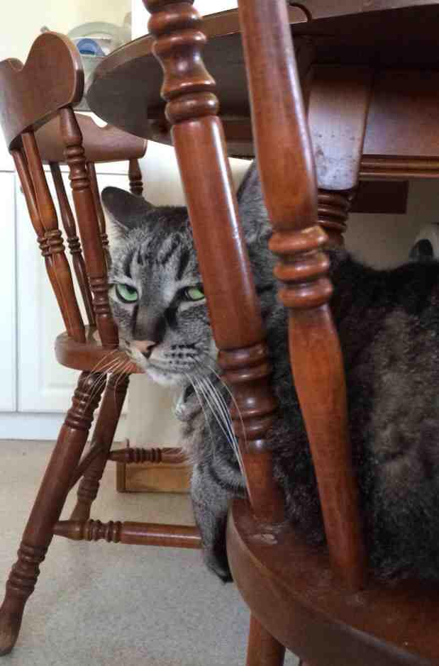 питомец задумал нехорошее, кошка хочет меня убить, питомец хочет меня убить, животные хотят убить своих хозяев