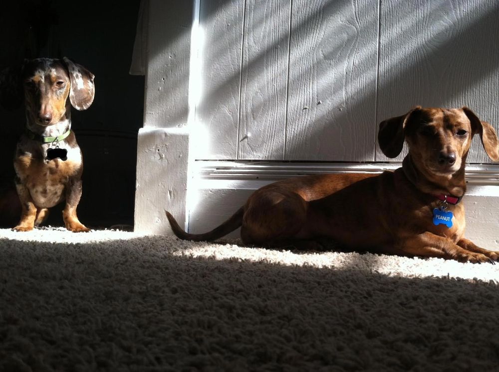 питомец задумал нехорошее, кошка хочет меня убить, питомец хочет меня убить, животные хотят убить своих хозяев