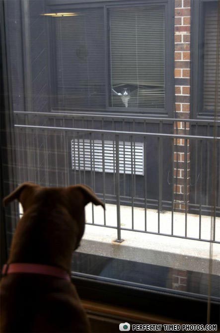 питомец задумал нехорошее, кошка хочет меня убить, питомец хочет меня убить, животные хотят убить своих хозяев