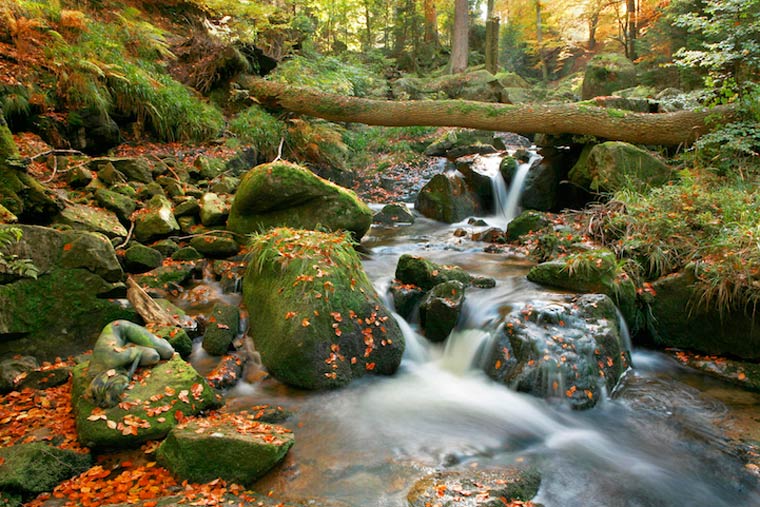 маскировка боди-арт, боди-маскировка, модели замаскированные под природу