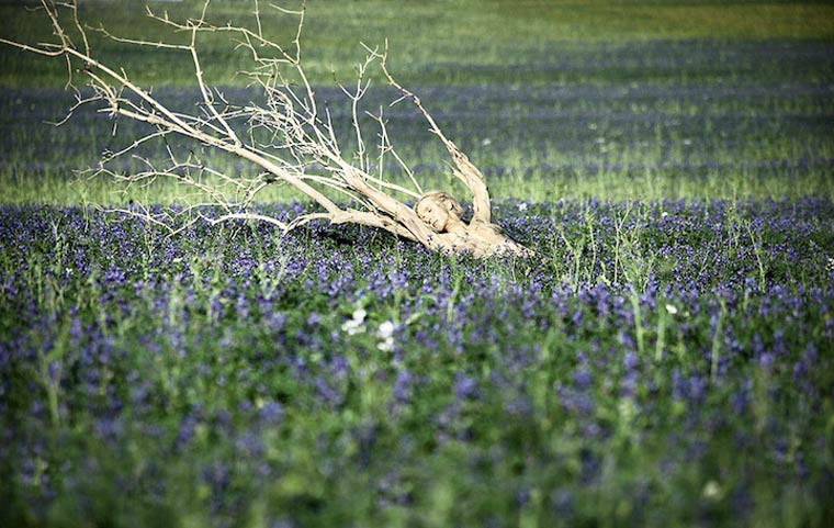 маскировка боди-арт, боди-маскировка, модели замаскированные под природу