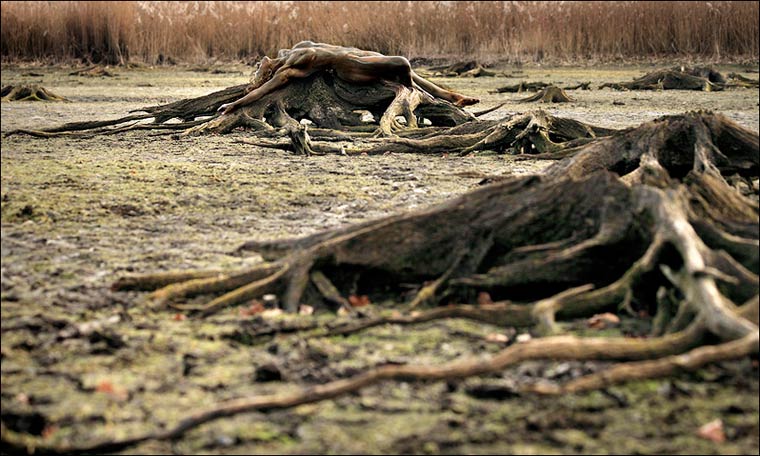 маскировка боди-арт, боди-маскировка, модели замаскированные под природу