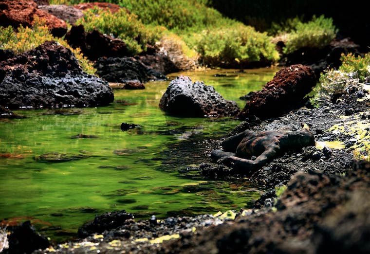 маскировка боди-арт, боди-маскировка, модели замаскированные под природу