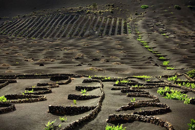 маскировка боди-арт, боди-маскировка, модели замаскированные под природу