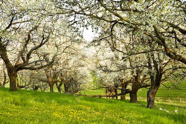 маскировка боди-арт, боди-маскировка, модели замаскированные под природу