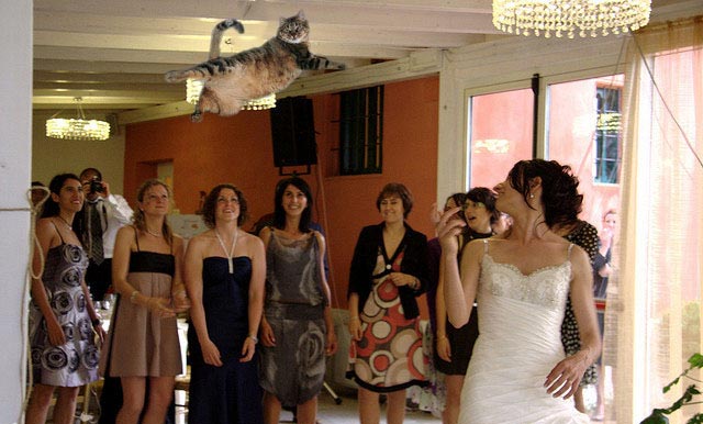 бросай кота, невесты бросают котов, Brides Throwing Cats