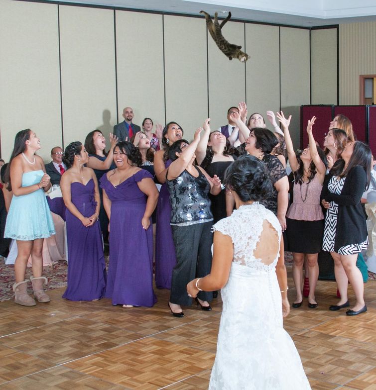 бросай кота, невесты бросают котов, Brides Throwing Cats