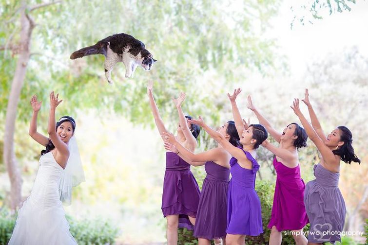 Свадебные фото с котом
