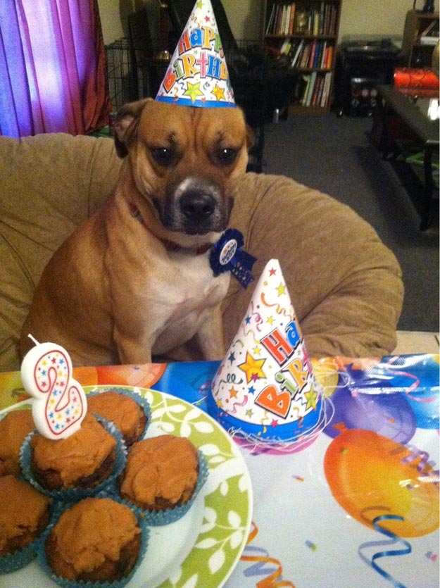 животные дни рождения, животные отмечают дни рождения, дни рождения у животных