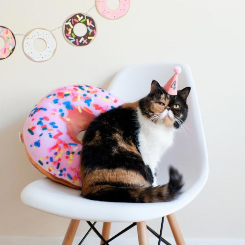 животные дни рождения, животные отмечают дни рождения, дни рождения у животных