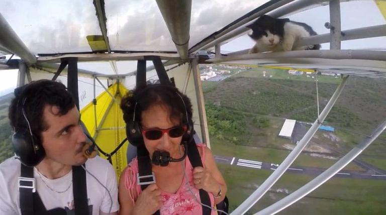 кот на самолете, кошка на самолете, кот совершил полет, кот в крыле самолета