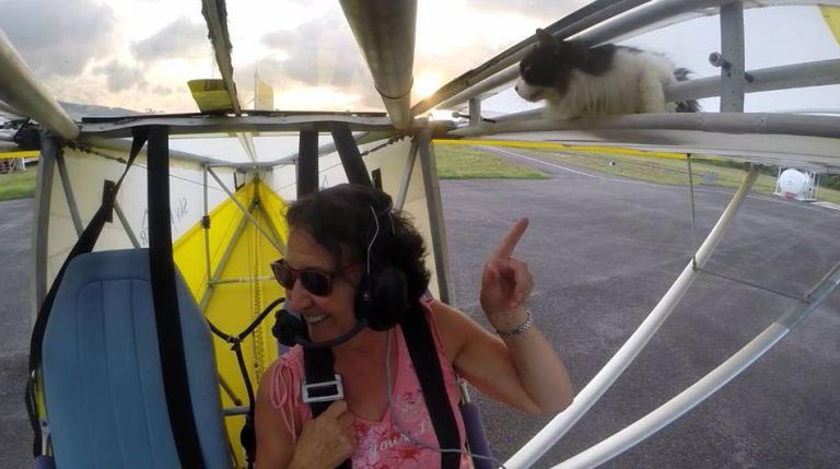 кот на самолете, кошка на самолете, кот совершил полет, кот в крыле самолета