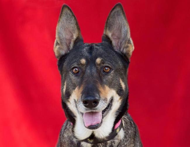 взять взрослую собаку вместо щенка, взрослые собаки против щенков