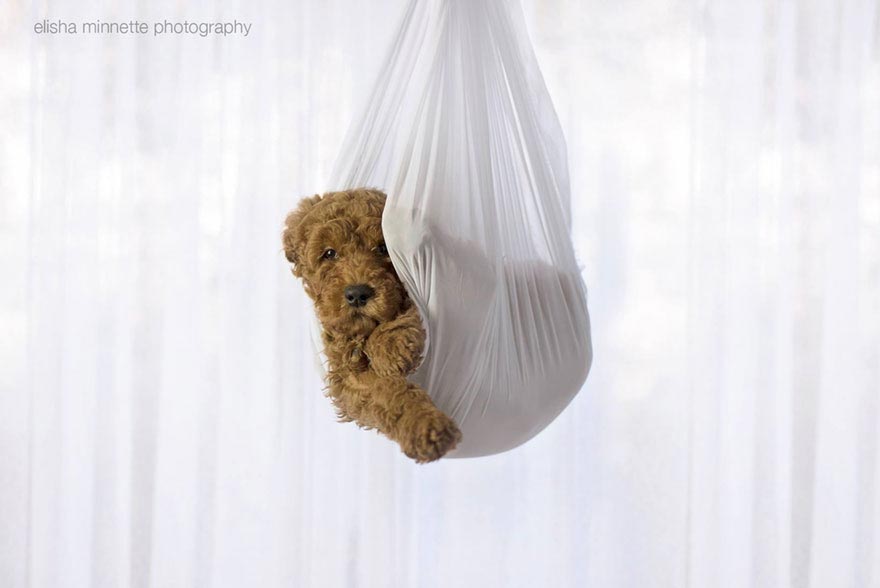 Пара устроила фотосессию со своей собакой в качестве ребёнка, собака как ребёнок