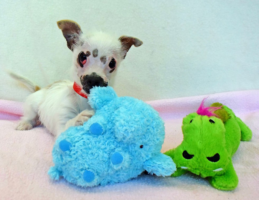 щенок с воспаленными глазами,  щенок похожий на инопланетянина