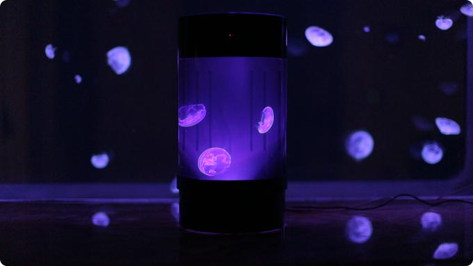 медузы в аквариуме, медузы домашние животные, Jellyfish Art, аквариум для медуз