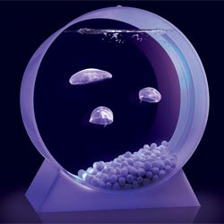 медузы в аквариуме, медузы домашние животные, Jellyfish Art, аквариум для медуз