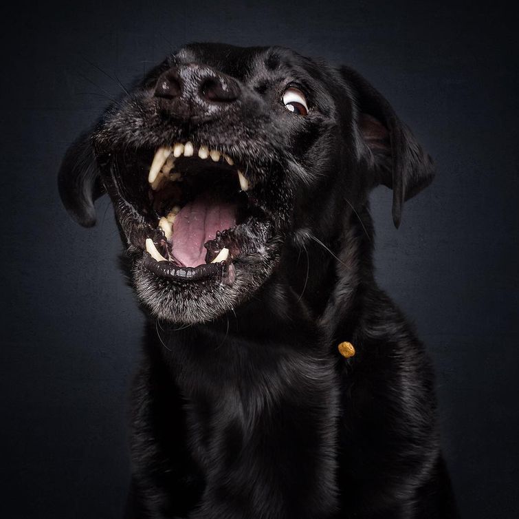 Смешные морды собак, пытающихся поймать любимое лакомство Смешные морды собак пытающихся поймать корм, Кристиан Вилер, Christian Vieler