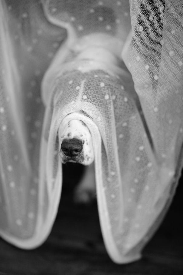 собаки играют в прятки, смешные собаки, собаки прячутся