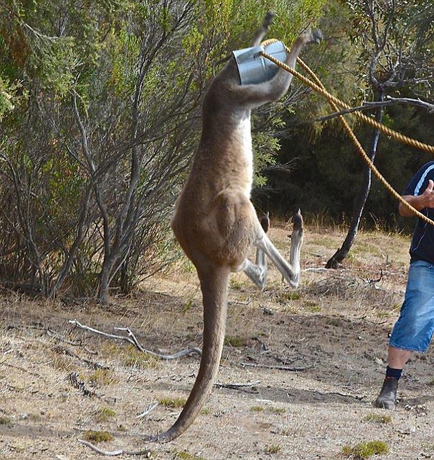кенгуру голова в лейке, кенгуру застрял головой в лейке, кенгуру застрял