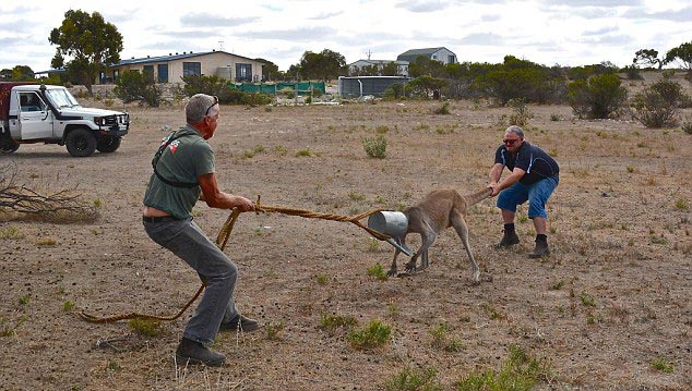 кенгуру голова в лейке, кенгуру застрял головой в лейке, кенгуру застрял