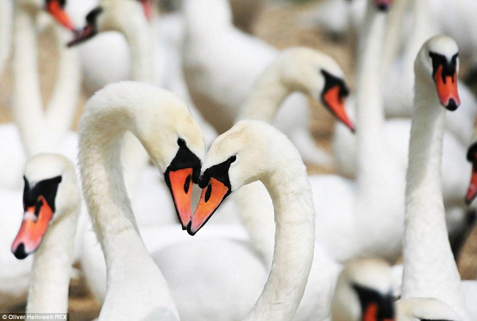 фотограф с синдромом Дауна, Оливер Хеллоуэл, Oliver Hellowell