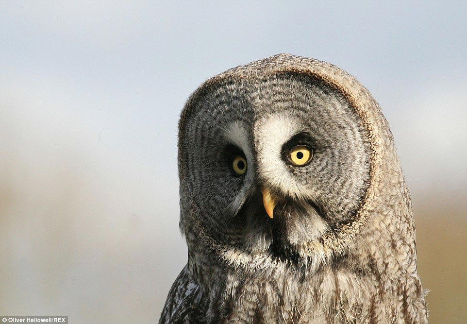 фотограф с синдромом Дауна, Оливер Хеллоуэл, Oliver Hellowell