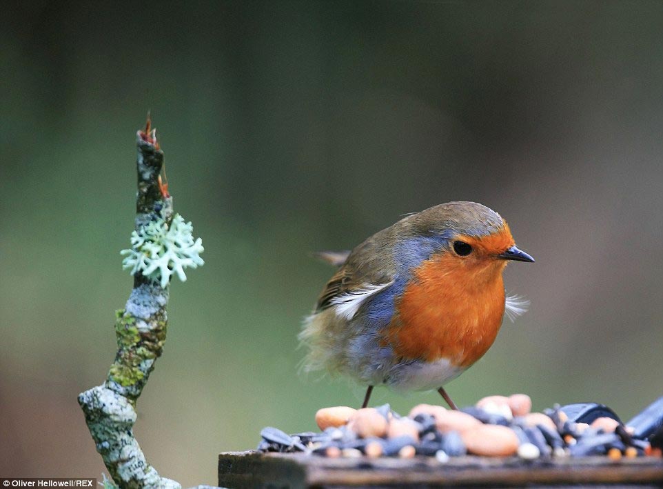 фотограф с синдромом Дауна, Оливер Хеллоуэл, Oliver Hellowell