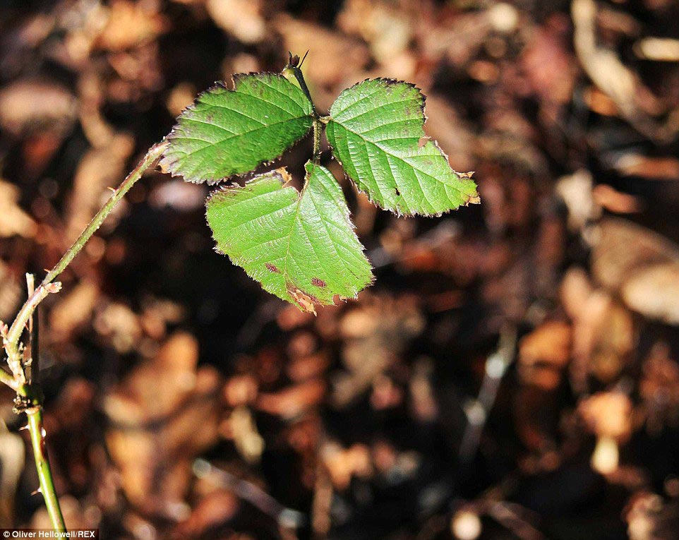 фотограф с синдромом Дауна, Оливер Хеллоуэл, Oliver Hellowell