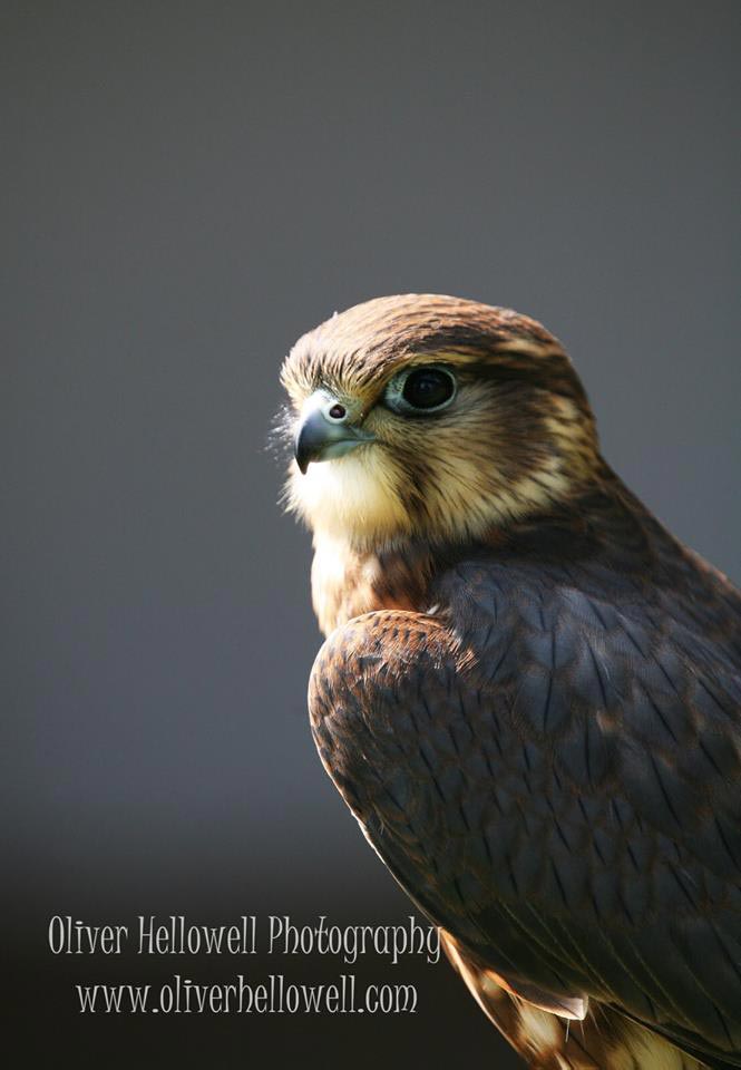 фотограф с синдромом Дауна, Оливер Хеллоуэл, Oliver Hellowell