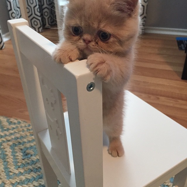 George Cat, кот стоит на задних лапах, кот Джордж