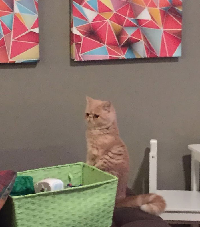 George Cat, кот стоит на задних лапах, кот Джордж