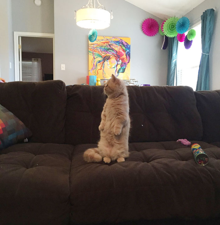 George Cat, кот стоит на задних лапах, кот Джордж