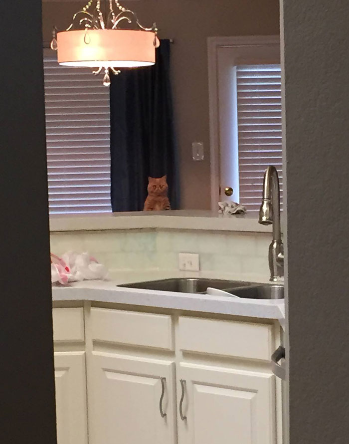 George Cat, кот стоит на задних лапах, кот Джордж