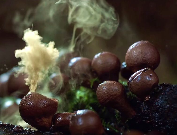 крутейшее видео о природе, самое крутое видео о природе, The Coolest Nature Video Ever, Роен Хорн, Roen Horn