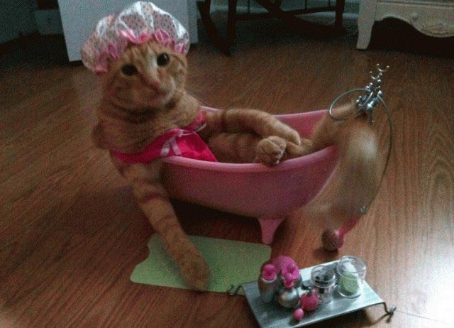 это я, животные в которых каждый узнает себя, животные как люди