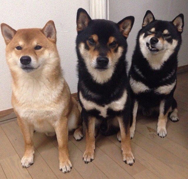 это я, животные в которых каждый узнает себя, животные как люди