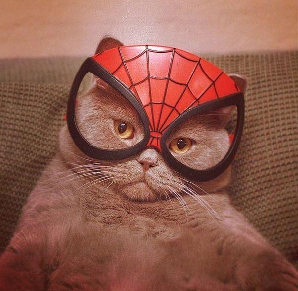 это я, животные в которых каждый узнает себя, животные как люди