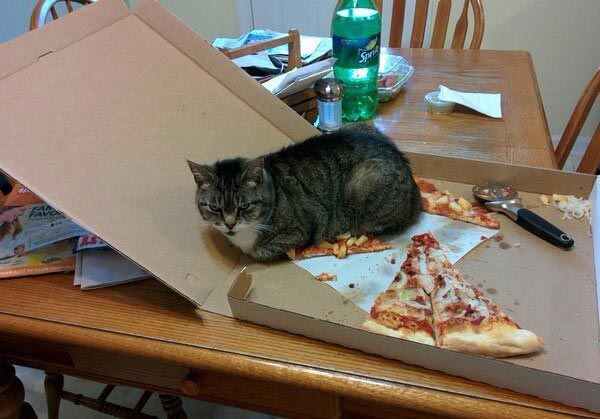 это я, животные в которых каждый узнает себя, животные как люди