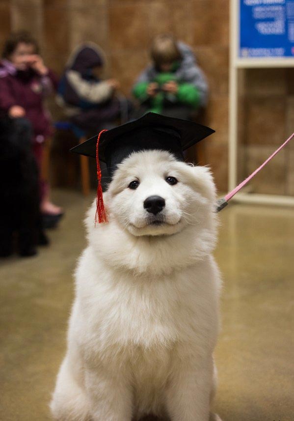 это я, животные в которых каждый узнает себя, животные как люди