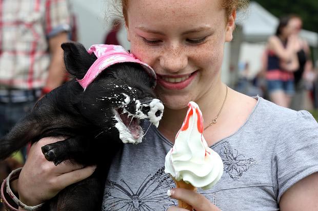 это я, животные в которых каждый узнает себя, животные как люди