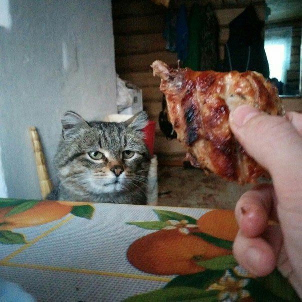 это я, животные в которых каждый узнает себя, животные как люди