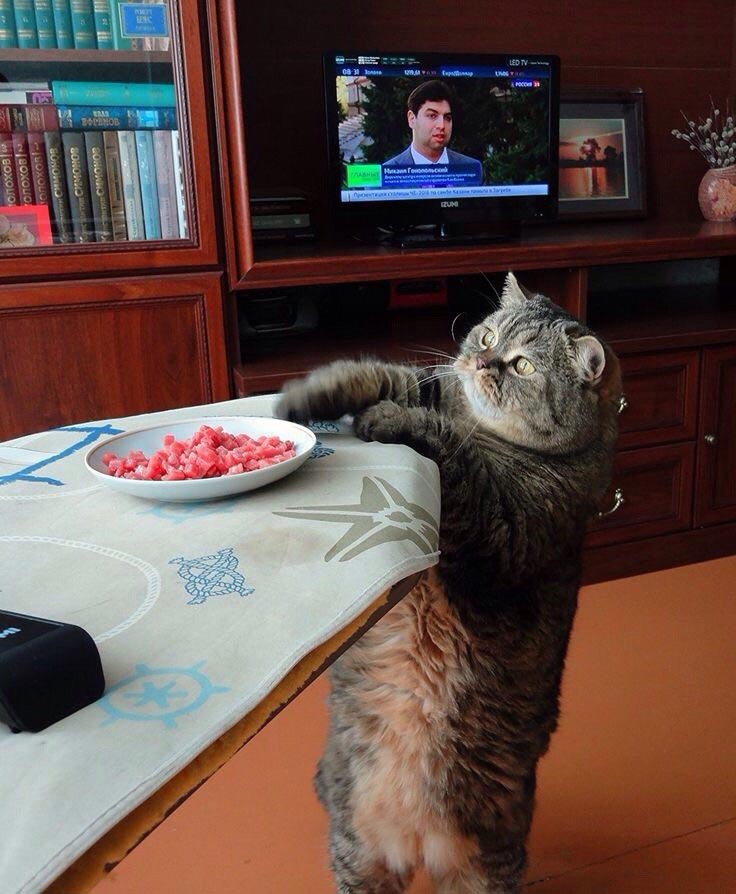 это я, животные в которых каждый узнает себя, животные как люди